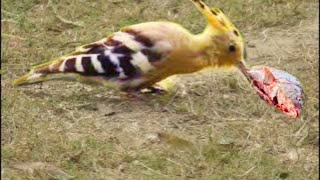 Indian Hoopoe finding food  Mohan Chura  NEST UHD [upl. by Archibald533]