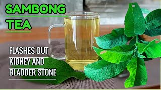 This TEA Flushes Out KIDNEY and BLADDER STONE Naturally  Fresh SAMBONG TEA  Pinoy Herbal Tea [upl. by Airekahs671]