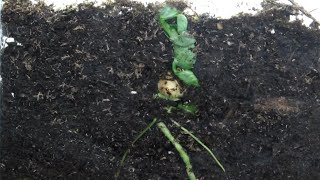 Time Lapse of Pea Plant From Seed  Photomorphogenesis With Premature DeEtiolation [upl. by Eelyac]