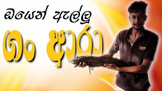 Gan ara fish  Gan ara fish sinhala  ඔයෙන් ඇල්ලූ ගං ආරා [upl. by Allebasi]