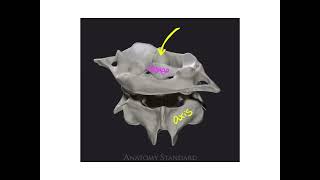 Dr Benaduce Vertebral column Axial Skeleton Lecture [upl. by Eekcaj]