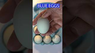 BLUE EGGS 😋eggs blueeggs araucana chile🇨🇱 [upl. by Ori]