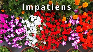 Impatiens Flower How to grow and Take Care  Impatiens flower care  Bananis Garden [upl. by Corrina]