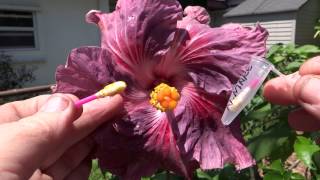 How To pollinate hibiscus [upl. by Beatrix]