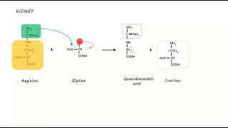 Creatine  Phosphocreatine synthesis [upl. by Leona211]