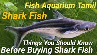 சார்க் மீன்  shark fish  வாங்கும் முன் இதை தெரிஞ்சிகோங்க before buying shark  Fish Aquarium Tamil [upl. by Matland]