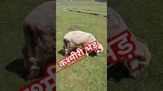 कश्मीरी भेड़  Kashmiri Goat  Kashmir lovers [upl. by Rori945]