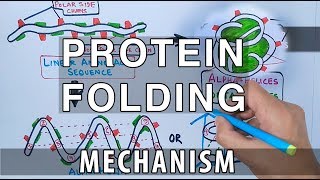 Protein Folding Mechanism [upl. by Annairt85]