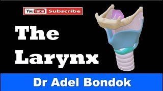 Anatomy of the Larynx Cartilages Membranes Cavity Muscles Nerve amp Blood Supply Dr Adel Bondok [upl. by Halika]