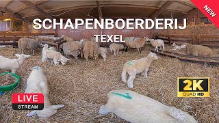 Schapenboerderij Texel  Lammetjes op Texel  webcam live 2K  TexelinformatieNL [upl. by Eitak]