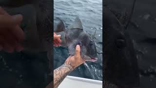 First Triggerfish while on vacation So cool triggerfish scarfishing fishing fishinglife [upl. by Monaco]