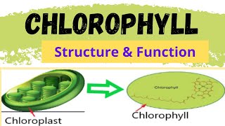 CHLOROPHYLL  STRUCTURE OF CHLOROPHYLL  FUNCTION OF CHLOROPHYLL  What is Chlorophyll [upl. by Acisey]