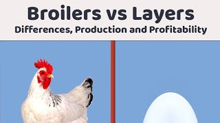 Broilers Vs Layers  Which One Is More Profitable [upl. by Finny580]