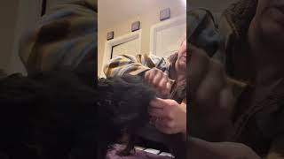 Affenpinscher puppy grooming [upl. by Nalid]