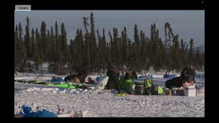 Iditarod 2024  Pete Kaiser and the Team into Cripple [upl. by Tegirb]