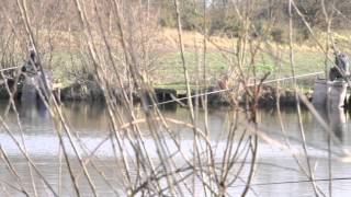 VINEYARDS FISHERY HALFPENNY GREEN NEAR WOMBOURNE STAFFORDSHIRE [upl. by Frances]