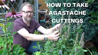 How to take Agastache Cuttings  Easy Agastache Hyssop Propagation  New Plants for Free [upl. by Turne]