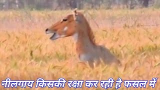 Nilgai waiting in a crop fild of wheat Nilgai ke video youtube mein viral kyon hote han [upl. by Carolynne502]