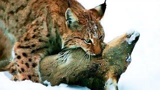 Top 10 Grandes Felinos Más Peligrosos del Mundo [upl. by Hoehne]