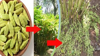 How to grow Cardamom at home  elaichi ka paudha kaise ugaye  এলাচ চারা তৈরির পদ্ধতি [upl. by Ralf]