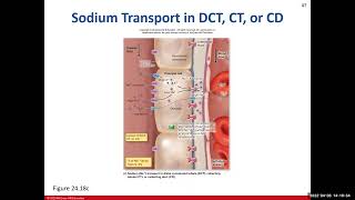 Urinary System Ch24 Review Part 2 [upl. by Nylrehs]