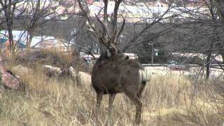 World Record Mule Deer Double Beam Huge Antlers Shed Hunting Tines Up [upl. by Alehs]