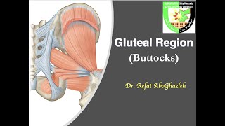 Gluteal Region [upl. by Placia404]