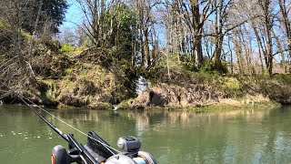 Springer Fishing The Cowlitz River Down By The Confluence Of The Toutle River [upl. by Hannon]