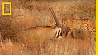 Cheetahs vs Gemsbok  National Geographic [upl. by Lordan724]