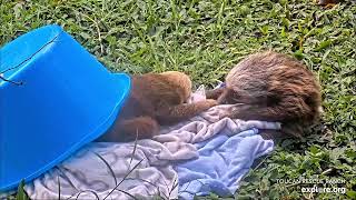 Baby sloths Roo amp Phoenix play amp sleep by bucket  122223  SlothTV playground via exploreorg [upl. by Yeclek]