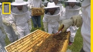 Kids Learn Why Bees Are Awesome  National Geographic [upl. by Bert574]