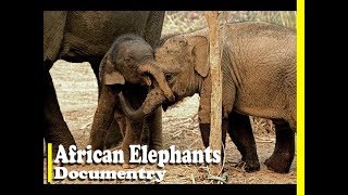 African Elephant🐘 HD Documentry  Best Documentries In The World  The Animal Adventure [upl. by Terchie]