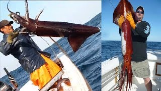 Amazing Giant Squid Catching in The Sea Fastest Big Squid Packing Processing Factory [upl. by Otokam]