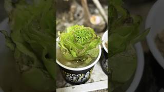 Water Propagation Success in 15 Seconds [upl. by Reni15]