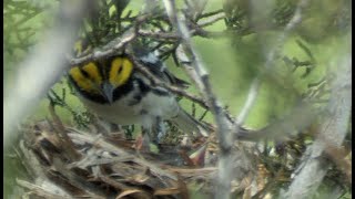 Creature Feature Goldencheeked Warbler [upl. by Roslyn159]