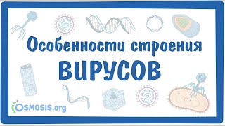 Особенности строения ВИРУСОВ [upl. by Nuahc]