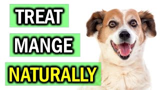 How to Get Rid of Mange on Dogs Naturally [upl. by Llertnov975]