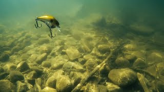 Shallow Squarebill Crankbait Fishing [upl. by Dylana941]