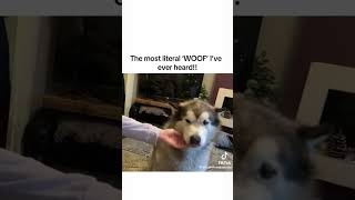 Dog Woofing funny fypシ゚ dog woof [upl. by Schild]