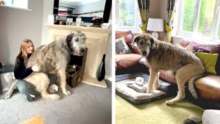 Adorable Giant Wolfhound Puppy Weighs 65KG [upl. by Hartnett]