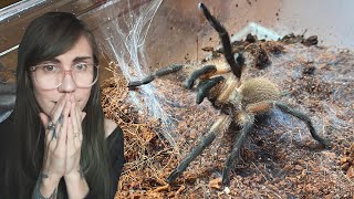 Blue baboon tarantula ESCAPES  Monocentropus balfouri [upl. by Tnahsarp]