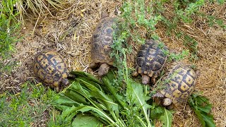 Testudo graeca graeca  Almeria [upl. by Baxie]