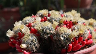 Cuidados de la Mammillaria prolifera  Biznaga Prolifera  Erizo hembra  Cactus de fresa [upl. by Aihsital]