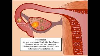 De la fécondation à la nidation [upl. by Adroj]