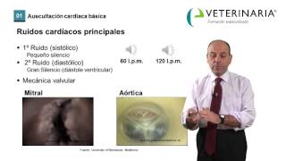 Cardiología veterinaria  Auscultación Cardíaca demo [upl. by Amlet]