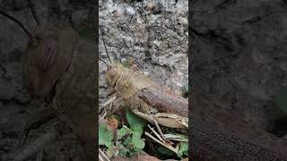 Anacridium aegyptium  the LOCUST with the hypnotic eyes [upl. by Edmonds]