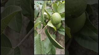 Tailor bird nest birdnest gardening birdlove homegarden tailorbird birdsound birdwatching [upl. by Huberty684]