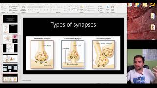 Histology of the Nerve tissue [upl. by Mitran331]