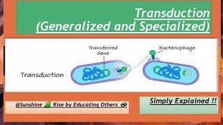 Transduction in Bacteria  Genetic Recombination  Lytic vs Lysogenic Cycle microbiology [upl. by Nov954]