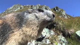 Großglockner  Murmeltiere unter sich Doku [upl. by Aicercul]